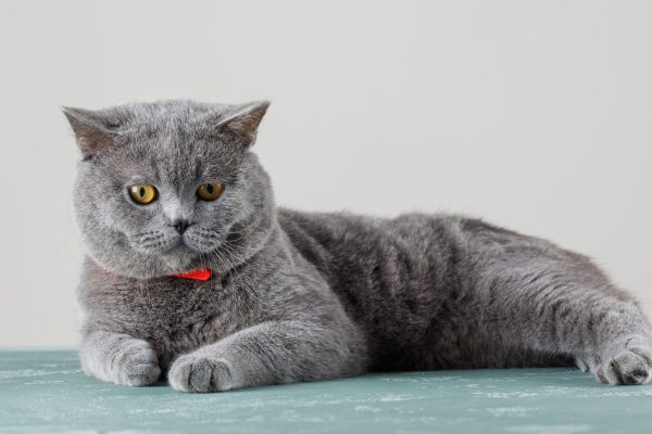 Cat looking at camera on plaster and white background. side view.