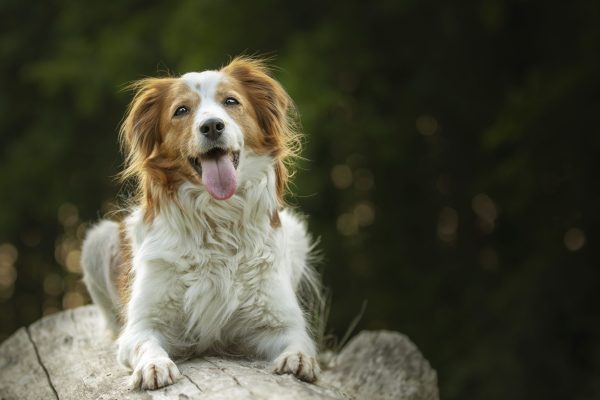 A selective focus shot of an adorable Kooikerhondje dog