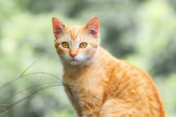 selective-shot-red-mackerel-tabby-cat-looking-camera-with-green-background_181624-57105